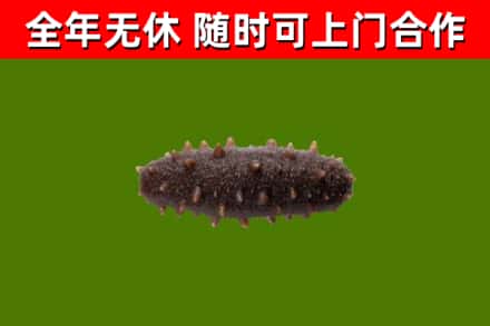 七台河市烟酒回收干海参.jpg